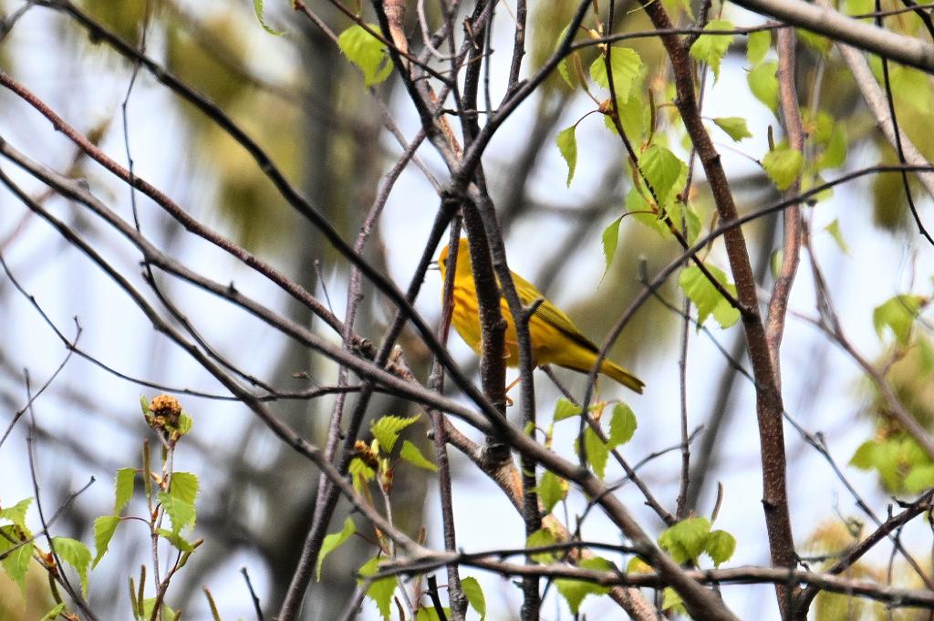2025-05037120 Parker River NWR, MA.JPG - Yellow Warbler. Parker River National Wildlife Refuge, MA, 5-3-2025